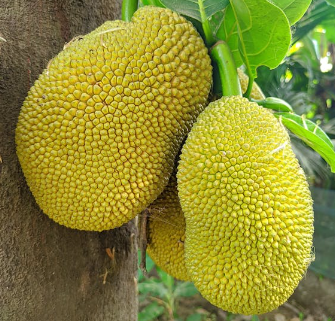 Jackfruit