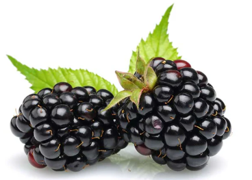 Blackberries