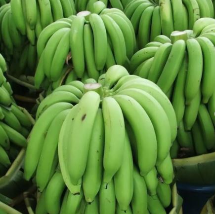 Green bananas